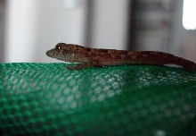 Baby gecko profile