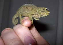 Tiny Caleb!