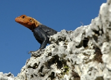 Wary agama