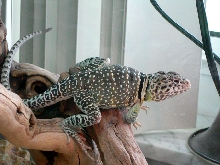 Hurley on the log