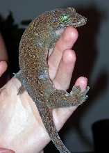 Jaya the Giant Gecko