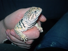 Roswell (Roz)
