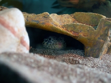Hurley in the cave