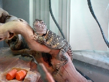 Roz the fatty