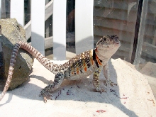 Roz entering the breeding season