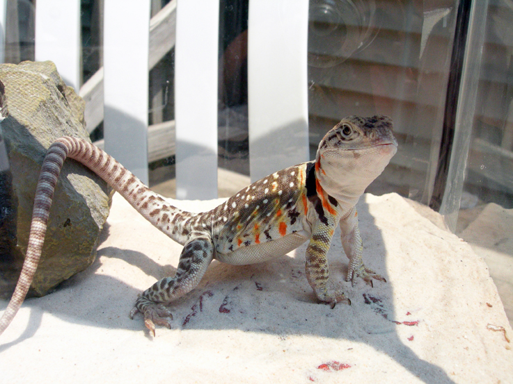 Roz entering the breeding season