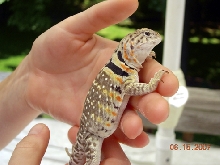 Gravid Roz