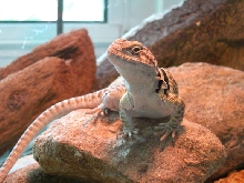 Roz on the rock