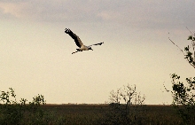 Woodstork