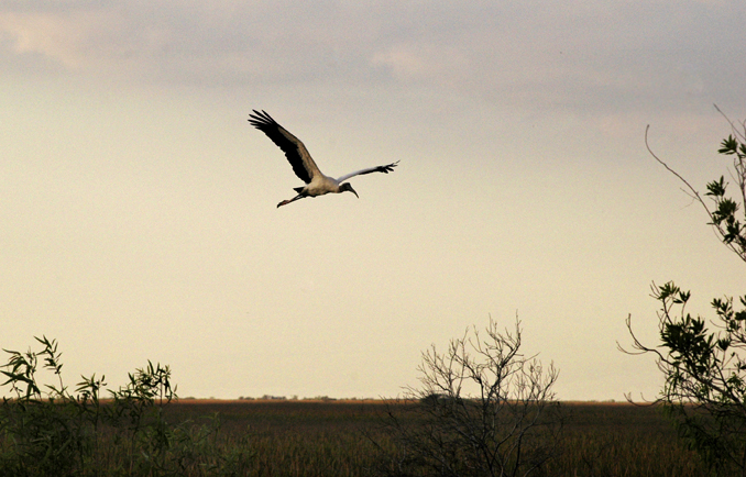 Woodstork