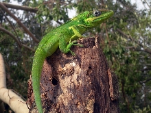 Cuban Knight Anole