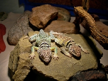 Roswell and Hurley