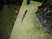 Newt01