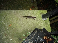 Newt02