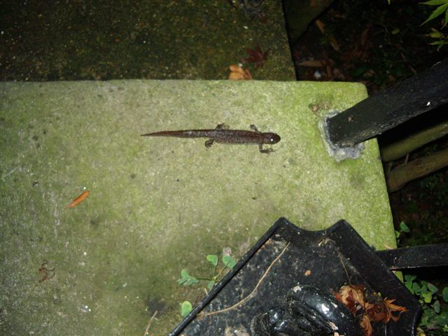 Newt02