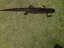 Newt03
