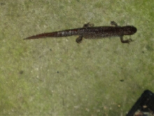 Newt04