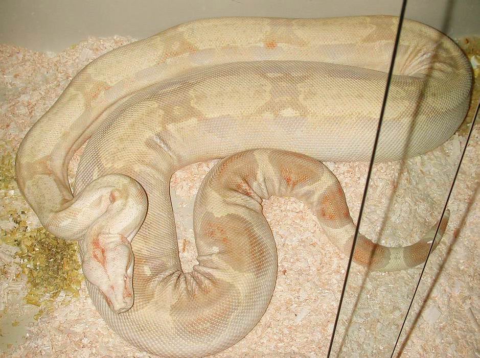 Monster Albino Boa female