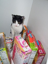 Milo in the cabinet.