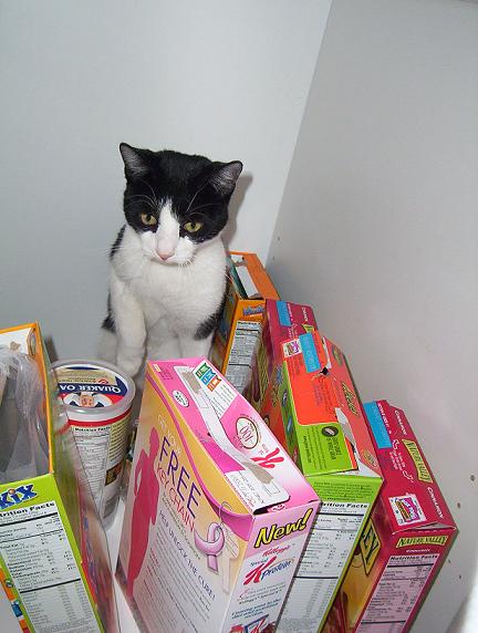 Milo in the cabinet.
