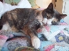 mean kitty
