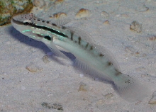 Saltwater - Austin Aquariums