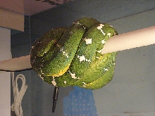 my male emerald