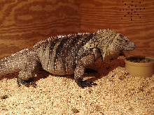 lewisi hybrid