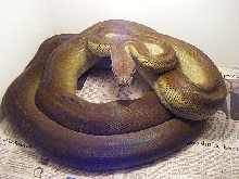 apodora papuana