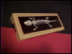 Lizard Skeleton 2