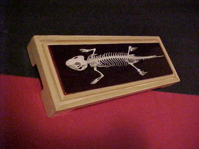Lizard Skeleton 2
