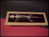 Lizard Skeleton 3