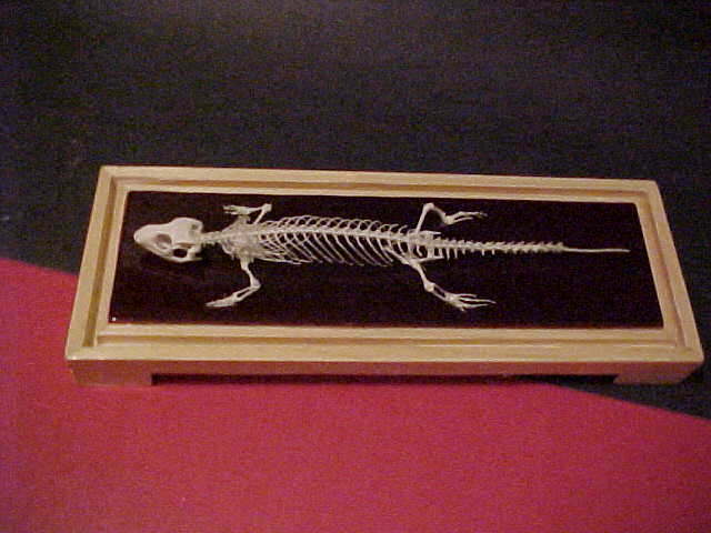 Lizard Skeleton 3