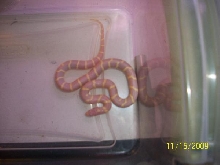 Female Albino California Kingsnake