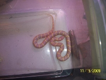 Female Albino California Kingsnake