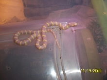 Male Albino Kingsnake
