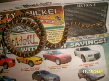 Male Yearling Emory Ratsnake