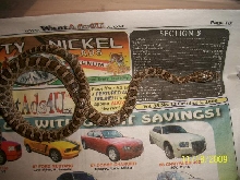 Male Yearling Emory Ratsnake