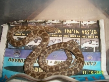 Male Adult Emory Ratsnake