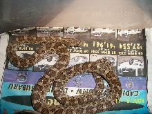 Male Adult Emory Ratsnake