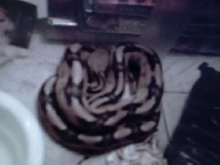 Trans Pecos Ratsnake