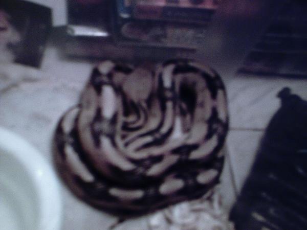 Trans Pecos Ratsnake
