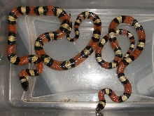 New Mexican Milksnakes