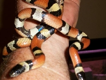 New Mexican Milksnakes