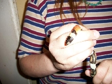 New Mexican Milksnake (male)