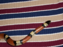 New Mexican Milksnake (male)