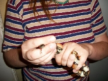 New Mexican Milksnake (male)