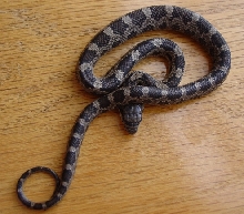 SC Rat Snake