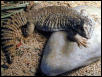 Uromastyx