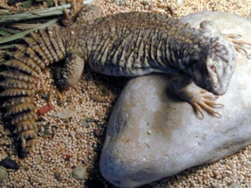 Uromastyx